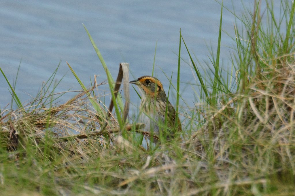 Sparrow, Saltmarsh, 2014-05225851 Parker River NWR, MA.JPG - Saltmarsh Sparrow. Parker River National Wildlife Refuge, MA, 5-22-2014